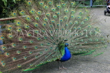 Taiwan, TAIPEI, Taipei Zoo, Peacock displaing plumage, TAW231JPL