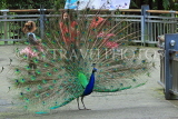 Taiwan, TAIPEI, Taipei Zoo, Peacock displaing plumage, TAW235JPL