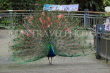 Taiwan, TAIPEI, Taipei Zoo, Peacock displaing plumage, TAW236JPL