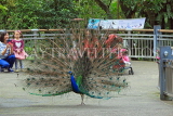 Taiwan, TAIPEI, Taipei Zoo, Peacock displaing plumage, TAW237JPL