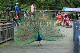 Taiwan, TAIPEI, Taipei Zoo, Peacock displaing plumage, and visitors watching, TAW224JPL