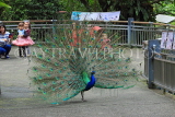 Taiwan, TAIPEI, Taipei Zoo, Peacock displaing plumage, and visitors watching, TAW225JPL