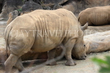 Taiwan, TAIPEI, Taipei Zoo, Rhinoceros, TAW301JPL