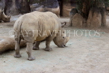 Taiwan, TAIPEI, Taipei Zoo, Rhinoceros, TAW302JPL