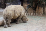 Taiwan, TAIPEI, Taipei Zoo, Rhinoceros, TAW303JPL