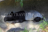 Taiwan, TAIPEI, Taipei Zoo, Tapir taking a nap, TAW264JPL