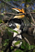 Taiwan, TAIPEI, Taipei Zoo, tropical rainforst, Great Indian Hornbill, TAW320JPL