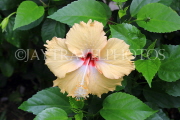 Thailand, PHUKET, Hibiscus flower, THA4128JPL