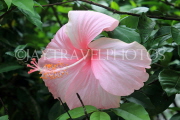 Thailand, PHUKET, Hibiscus flower, pink, THA4127JPL