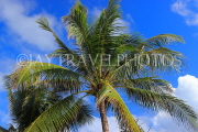 Thailand, PHUKET, Karon Beach, Cocout tree, THA3622JPL