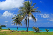 Thailand, PHUKET, Karon Beach, sea view and coconut trees, THA3613JPL