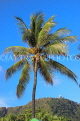 Thailand, PHUKET, Kata Beach, coconut tree, THA3808PL