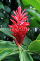 Thailand, PHUKET, Red Ginger flower, THA4132JPL