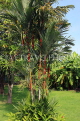 Thailand, PHUKET, Red Palm (Lipstick Palm) tree, THA4204JPL