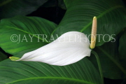 Thailand, PHUKET, White Anthurium flower, THA4134JPL