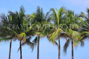 Thailand, PHUKET, coconut trees against blue sky, THA4163JPL