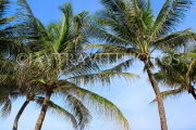Thailand, PHUKET, coconut trees against blue sky, THA4164JPL