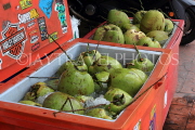Thailand, PHUKET, coconuts chilled on ice for drinking, THA4135JPL