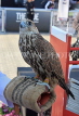 UAE, ABU DHABI, Falcon, national bird, UAE683JPL