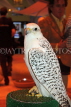 UAE, DUBAI, Falcon, national bird, UAE264JPL
