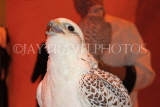UAE, DUBAI, Falcon, national bird, UAE265JPL