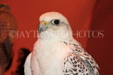 UAE, DUBAI, Falcon, national bird, UAE266JPL
