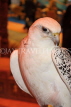 UAE, DUBAI, Falcon, national bird, UAE276JPL