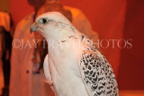 UAE, DUBAI, Falcon, national bird, UAE277JPL