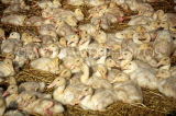 UK, Cheshire, farm, new born ducklings, UK5870JPL