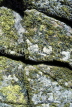 UK, Cornwall, Lands End, coastal cliffs, detail of moss on rock, UK5828JPL