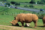 UK, Cumbria, Dalton in Furness, South Lakes Wild Animal Park, Rhino, UK5003JPL