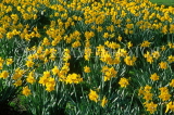 UK, Cumbria, Grasmere, Daffodils, UK5615JPL