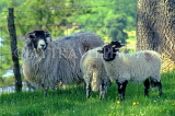 UK, Cumbria, farm sheep, UK5862JPL