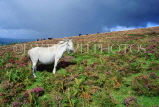 UK, Devon, Dartmoor, countryside scenery and horse, near Two Bridges, UK4635JPL