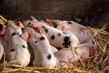 UK, Devon, farm, piglets in barn, UK5860JPL