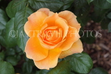 UK, Hampshire, WINCHESTER, Abbey Gardens, yellow orange Rose, UK8594JPL