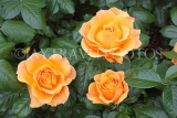 UK, Hampshire, WINCHESTER, Abbey Gardens, yellow orange Roses, UK8597JPL