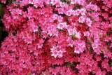 UK, Kent, Hever Castle gounds, Rhododendron flowers, UK6030JPL