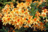 UK, Kent, Hever Castle gounds, Rhododendron flowers, UK6032JPL