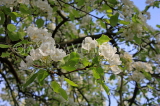 UK, Kent, Pear tree blossom, UK1595JPL
