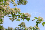 UK, Kent, Pear tree blossom, UK1596JPL