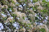 UK, Kent, Pear tree blossom, UK1597JPL