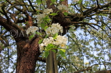 UK, Kent, Pear tree blossom, UK1598JPL
