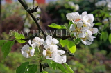 UK, Kent, Pear tree blossom, UK1599JPL