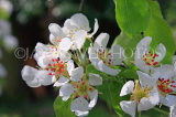 UK, Kent, Pear tree blossom, UK1600JPL