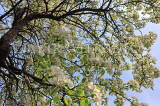UK, Kent, Pear tree blossom, UK1601JPL