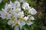 UK, Kent, Pear tree blossom, UK1602JPL