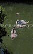 UK, LONDON, Battersea Park, lakeside, swan with cygnets, UK10176JPL