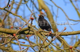 UK, LONDON, Brent, Barham Park, Black Bird perched on branch, UK15577JPLA