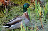 UK, LONDON, Brent, Barham Park, Mallard Duck in pond, UK14530JPL